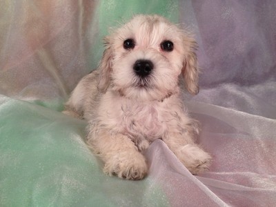 Male Wheaten colored Schnoodle Puppy for sale #6 Ready December 2012|Have a Schnoodle Puppy delivered to Newark, New Jersey this year for Christmas